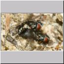 Metopia sp - Fleischfliege 01c 6mm.jpg